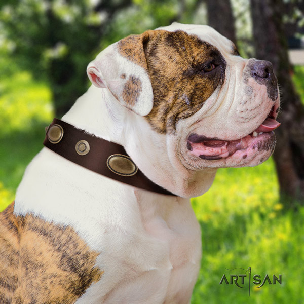 American Bulldog studded genuine leather dog collar with incredible studs