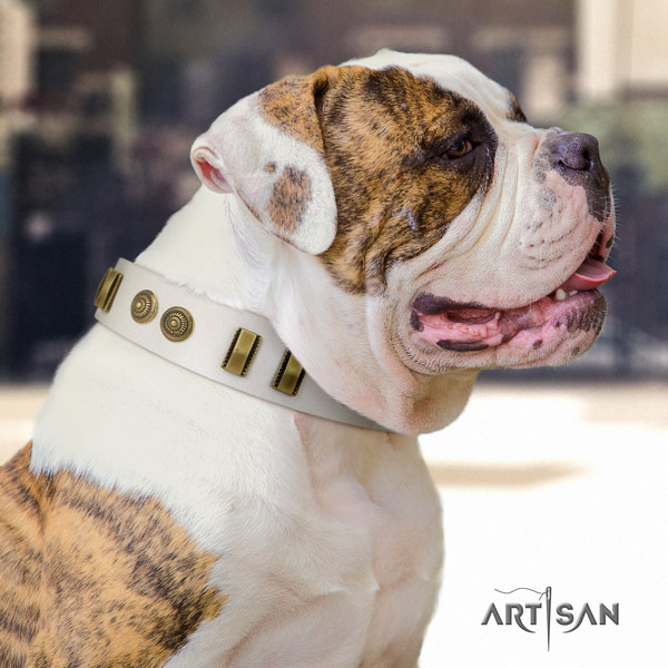 American Bulldog embellished genuine leather dog collar with impressive adornments