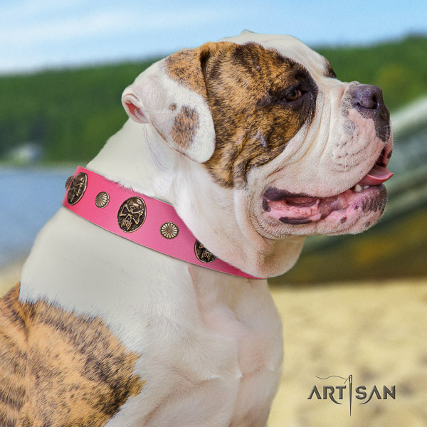 American Bulldog fancy walking full grain leather collar with embellishments for your doggie