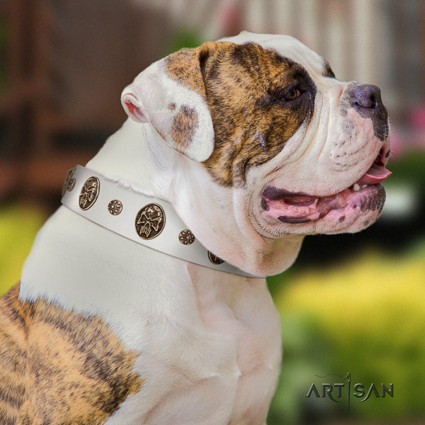 American Bulldog stylish walking genuine leather collar with embellishments for your canine