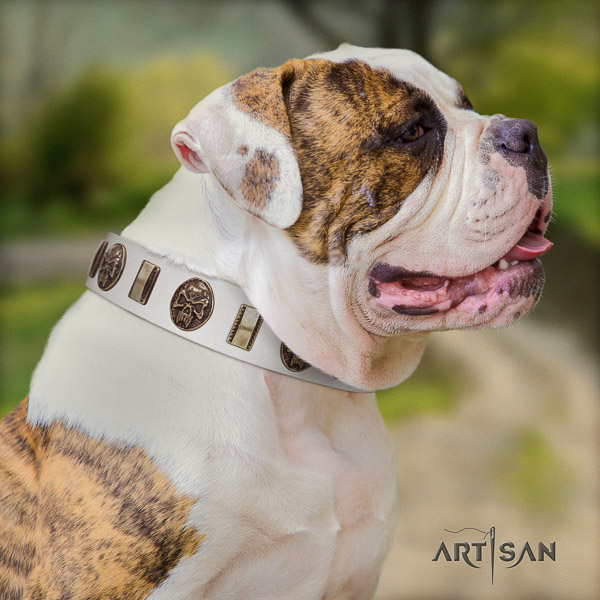 American Bulldog easy wearing genuine leather collar with adornments for your dog