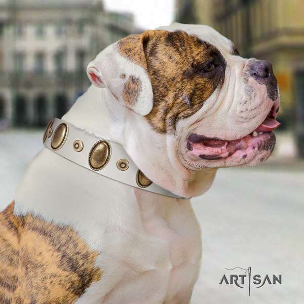 American Bulldog basic training full grain genuine leather collar with adornments for your dog