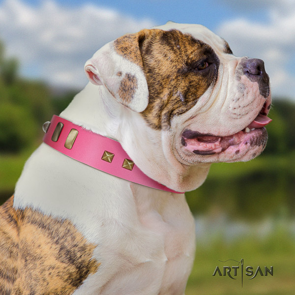 American Bulldog everyday walking natural leather collar with embellishments for your four-legged friend