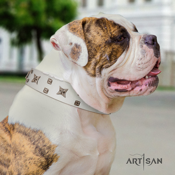 American Bulldog everyday use full grain genuine leather collar with embellishments for your doggie
