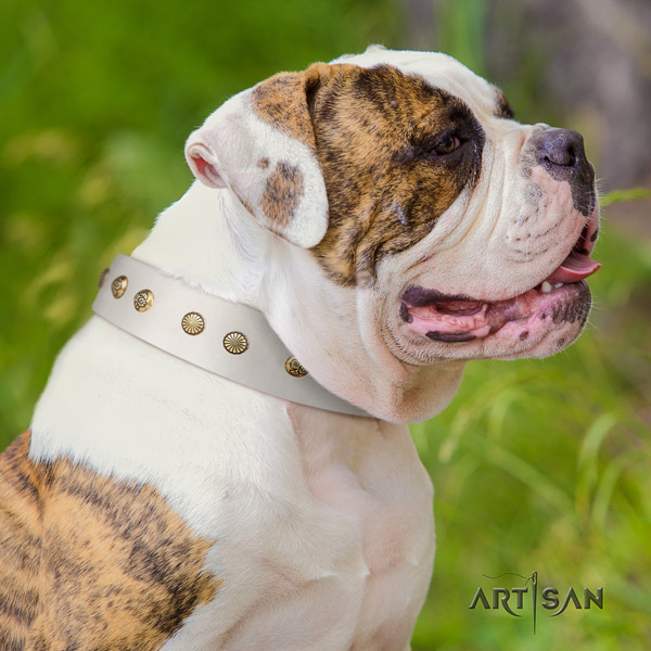 American Bulldog decorated full grain leather dog collar with awesome adornments