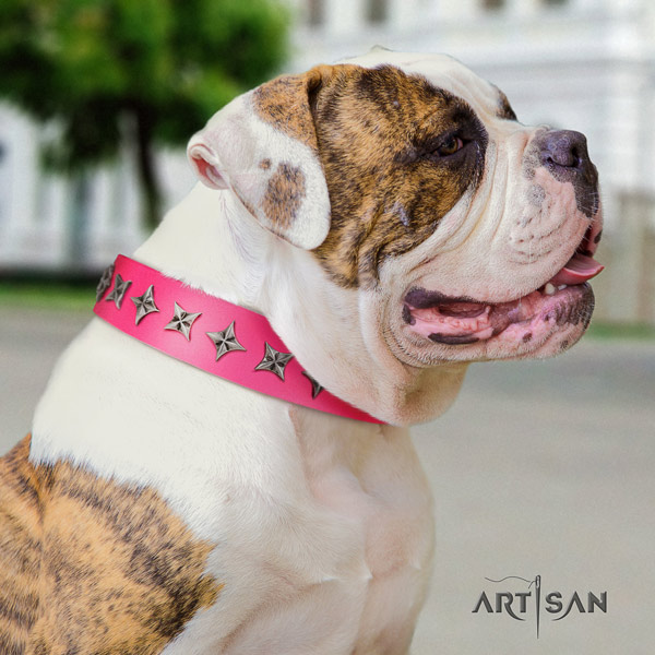 American Bulldog studded genuine leather dog collar with exquisite embellishments