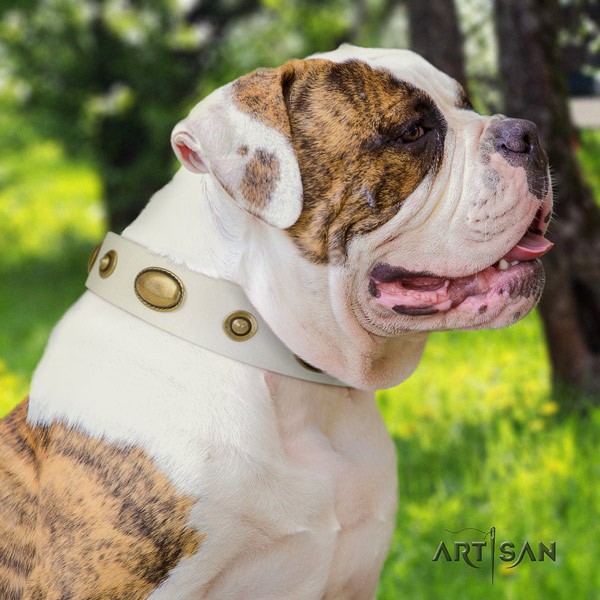 American Bulldog studded full grain leather dog collar with fashionable adornments