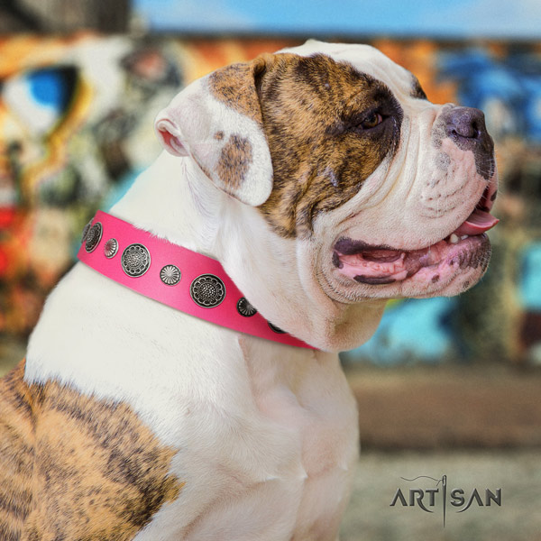 American Bulldog adorned full grain leather dog collar with trendy adornments