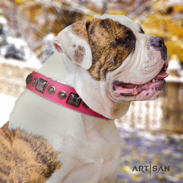 American Bulldog decorated full grain leather dog collar with top notch embellishments