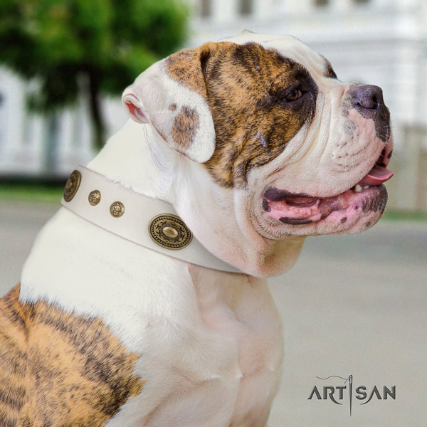 American Bulldog adorned genuine leather dog collar with fashionable embellishments