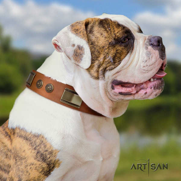 American Bulldog decorated full grain leather dog collar with designer studs