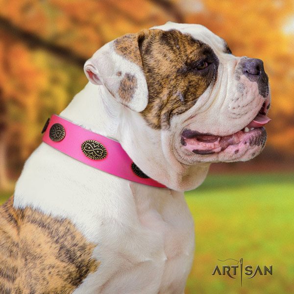 American Bulldog decorated genuine leather dog collar with remarkable adornments