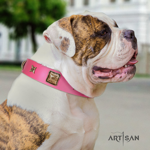 American Bulldog everyday walking full grain leather collar with adornments for your four-legged friend