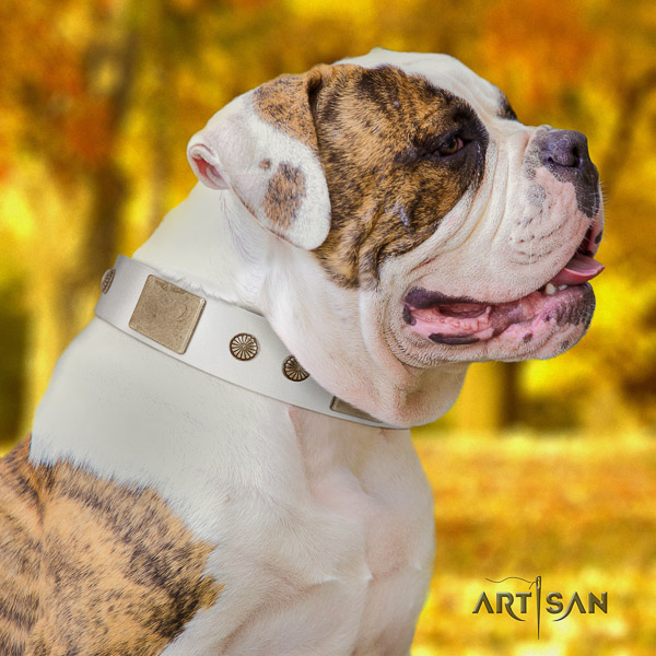 American Bulldog walking full grain genuine leather collar with studs for your four-legged friend