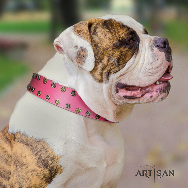 American Bulldog walking genuine leather collar with decorations for your canine