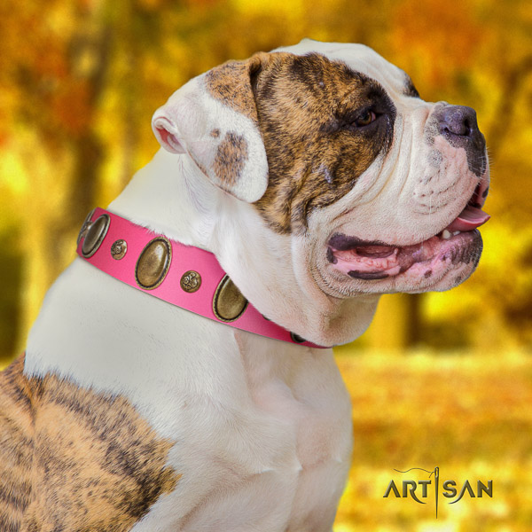 American Bulldog basic training full grain natural leather collar with decorations for your dog
