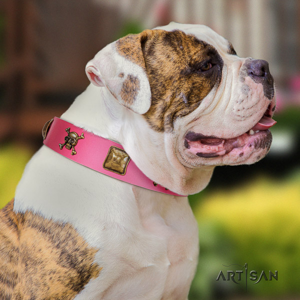 American Bulldog stylish walking full grain natural leather collar with adornments for your pet