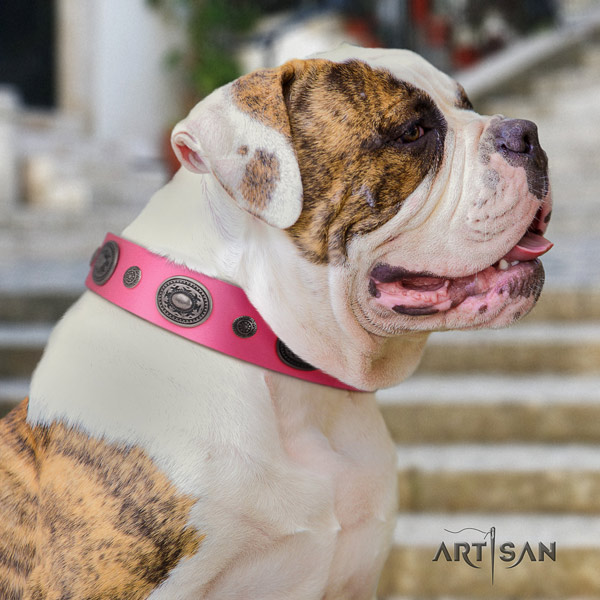 American Bulldog embellished genuine leather dog collar with significant embellishments