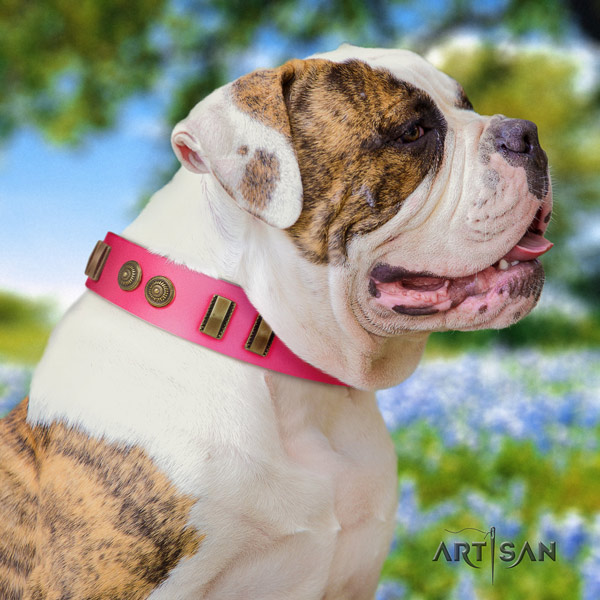 American Bulldog studded full grain leather dog collar with amazing studs