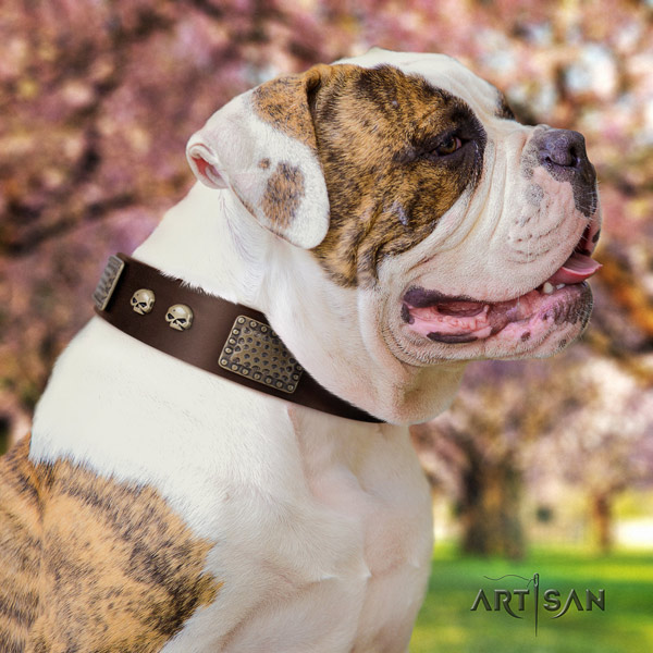 American Bulldog decorated genuine leather dog collar with awesome embellishments