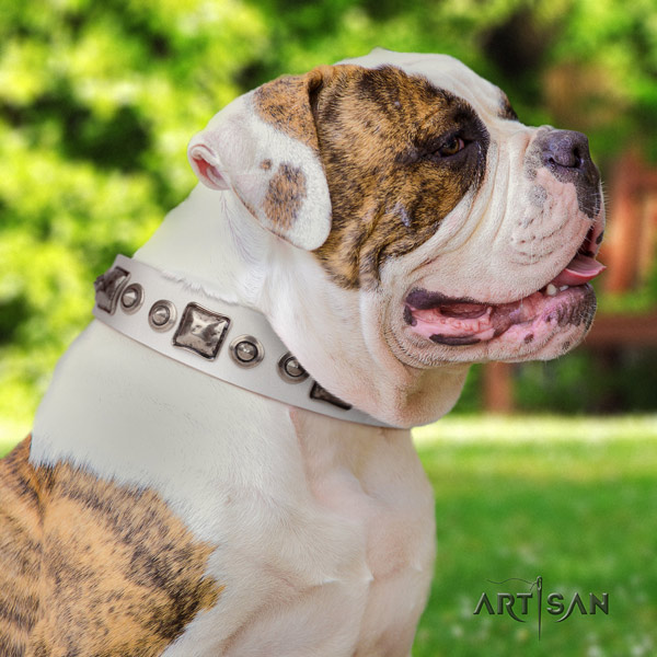 American Bulldog studded leather dog collar with awesome decorations