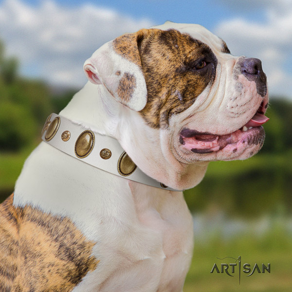 American Bulldog basic training full grain genuine leather collar with decorations for your pet