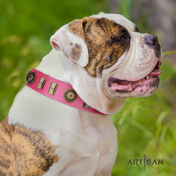 American Bulldog stylish walking full grain genuine leather collar with embellishments for your four-legged friend