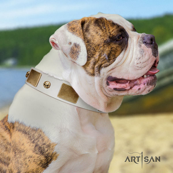 American Bulldog comfortable wearing full grain leather collar with decorations for your canine