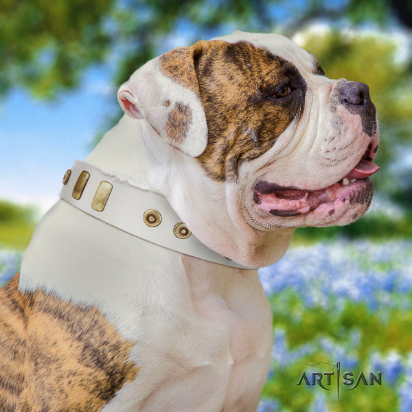 American Bulldog walking full grain natural leather collar with adornments for your doggie