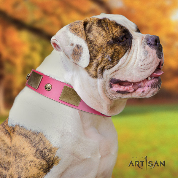 American Bulldog comfy wearing full grain genuine leather collar with studs for your four-legged friend