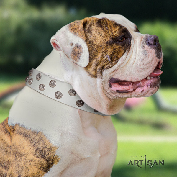 American Bulldog handy use full grain genuine leather collar with decorations for your doggie