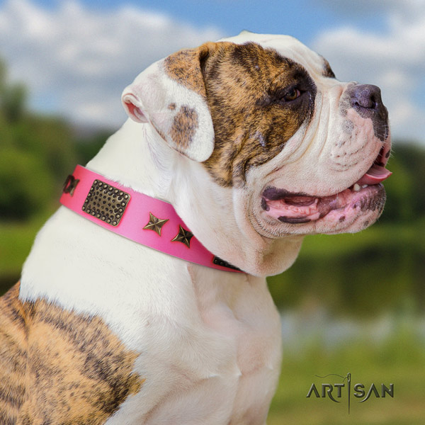 American Bulldog embellished full grain leather dog collar with stylish design studs