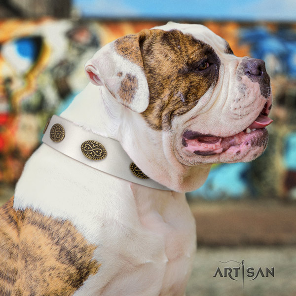 American Bulldog studded leather dog collar with inimitable adornments