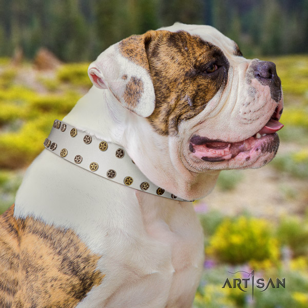 American Bulldog easy wearing full grain leather collar with studs for your doggie