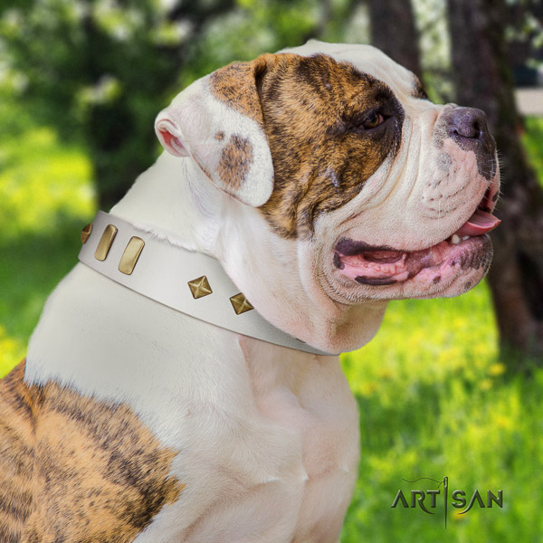 American Bulldog walking full grain natural leather collar with adornments for your canine