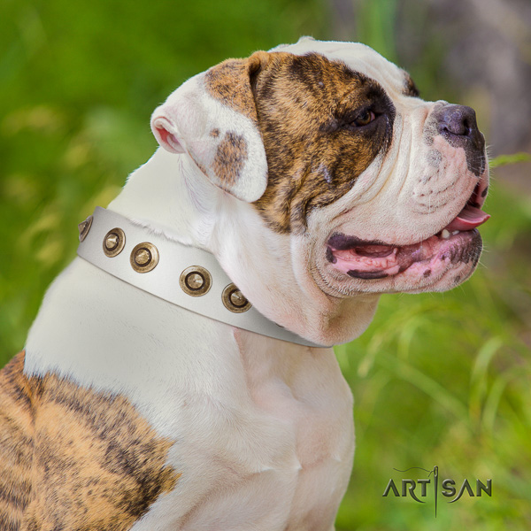 American Bulldog comfortable wearing natural leather collar with decorations for your doggie