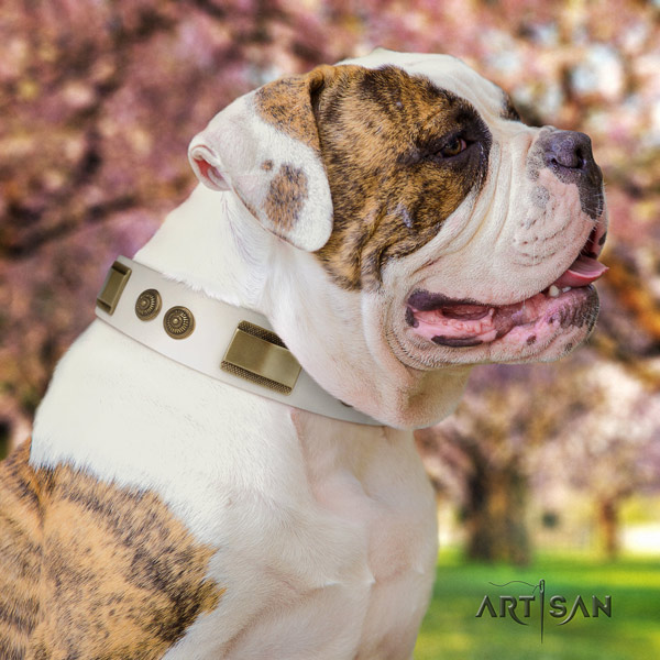 American Bulldog adorned full grain leather dog collar with exceptional adornments