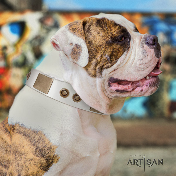 American Bulldog everyday walking genuine leather collar with studs for your pet