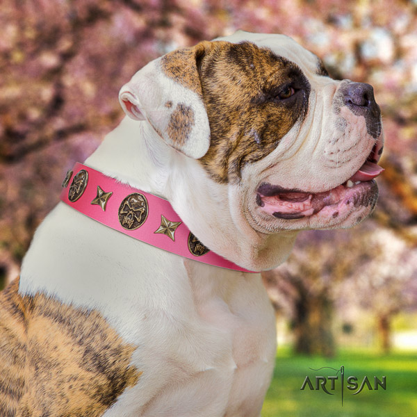 American Bulldog daily use leather collar with studs for your pet