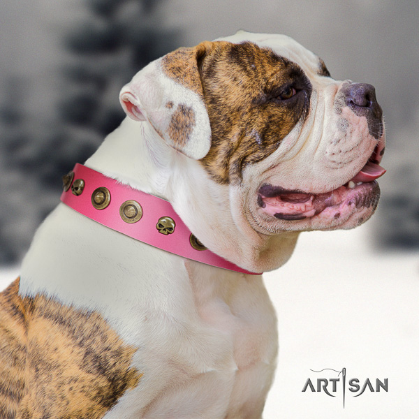 American Bulldog daily walking genuine leather collar with embellishments for your canine