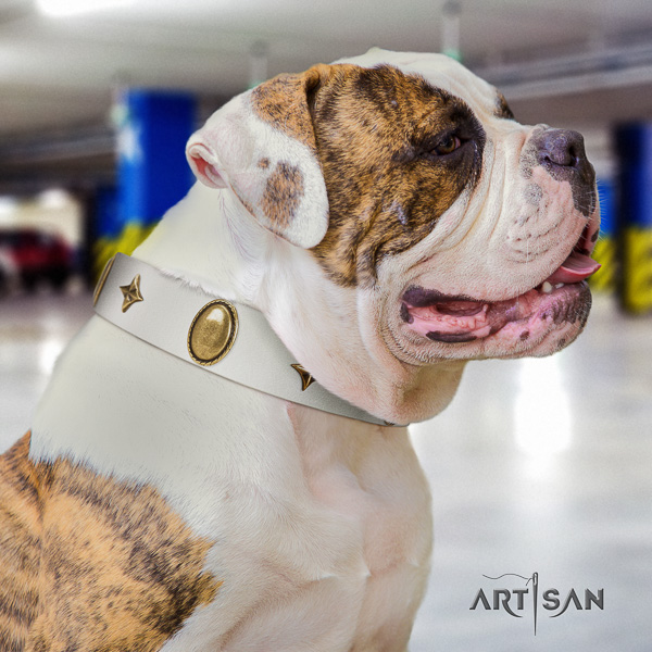 American Bulldog daily walking full grain genuine leather collar with decorations for your doggie