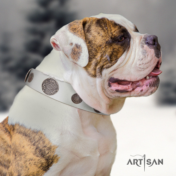 American Bulldog daily use full grain genuine leather collar with decorations for your dog