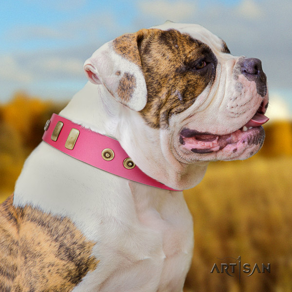 American Bulldog stylish walking leather collar with embellishments for your canine