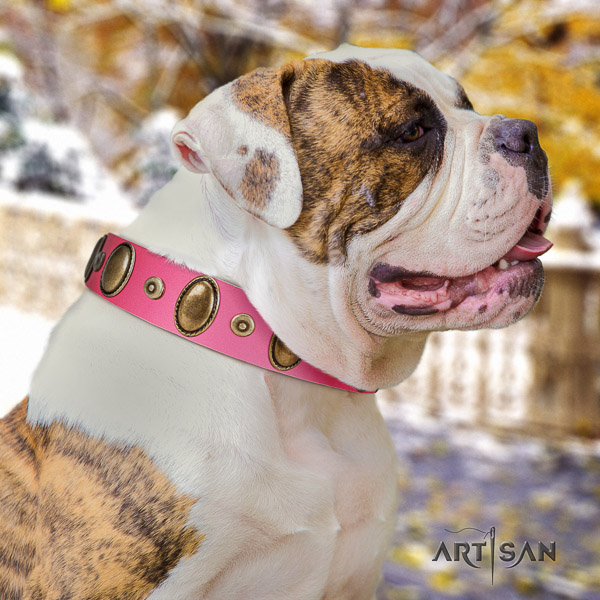 American Bulldog daily walking full grain genuine leather collar with adornments for your dog
