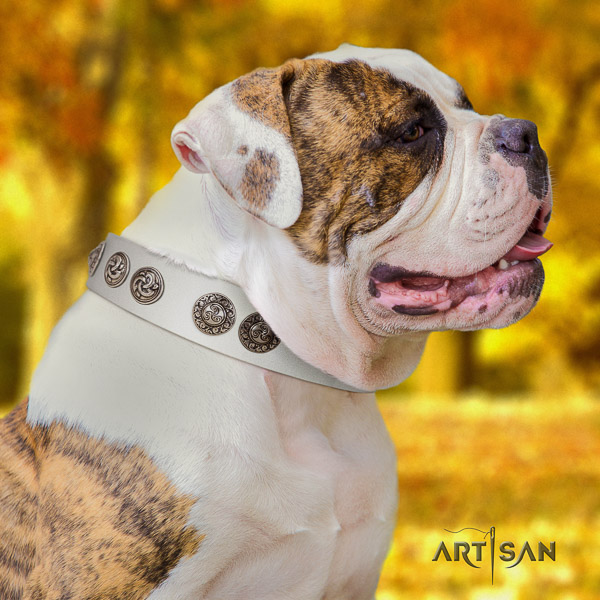 American Bulldog handy use full grain leather collar with decorations for your four-legged friend