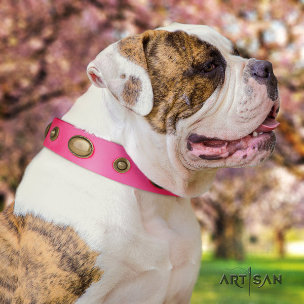 American Bulldog studded genuine leather dog collar with incredible embellishments