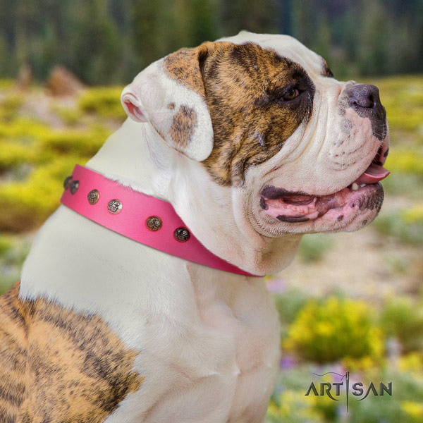 American Bulldog decorated full grain leather dog collar with significant embellishments