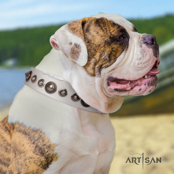 American Bulldog studded leather dog collar with remarkable adornments