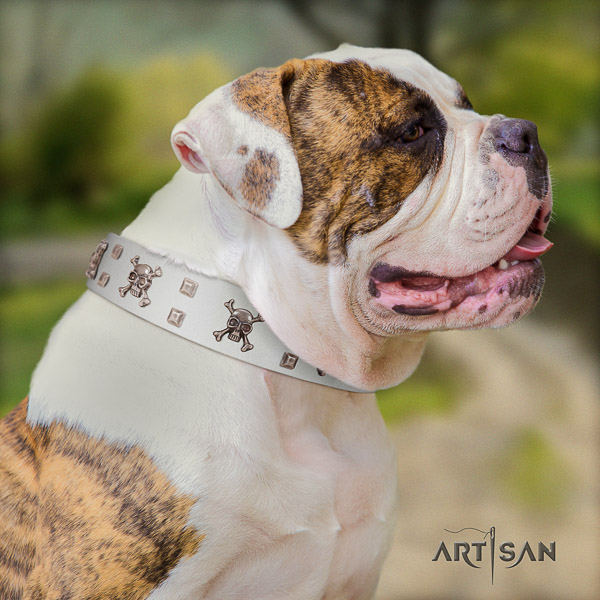 American Bulldog stylish walking leather collar with embellishments for your dog