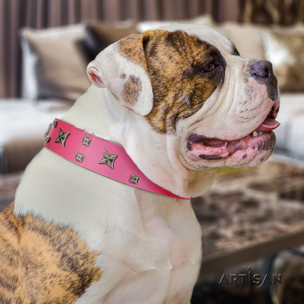 American Bulldog comfy wearing genuine leather collar with adornments for your pet
